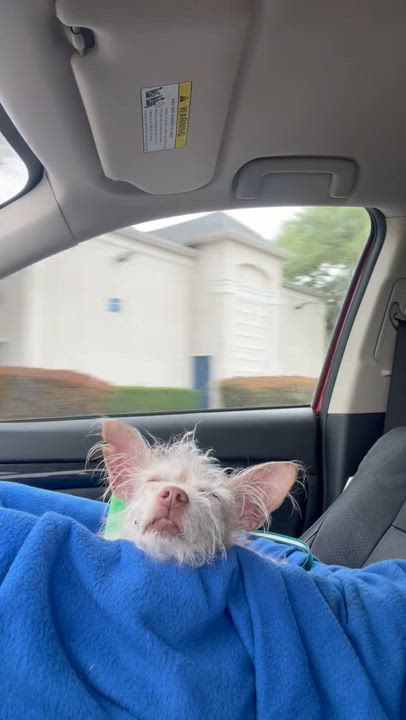 Enlarge Winston, a Adoptable mixed breed in Dallas, TX video 6/6