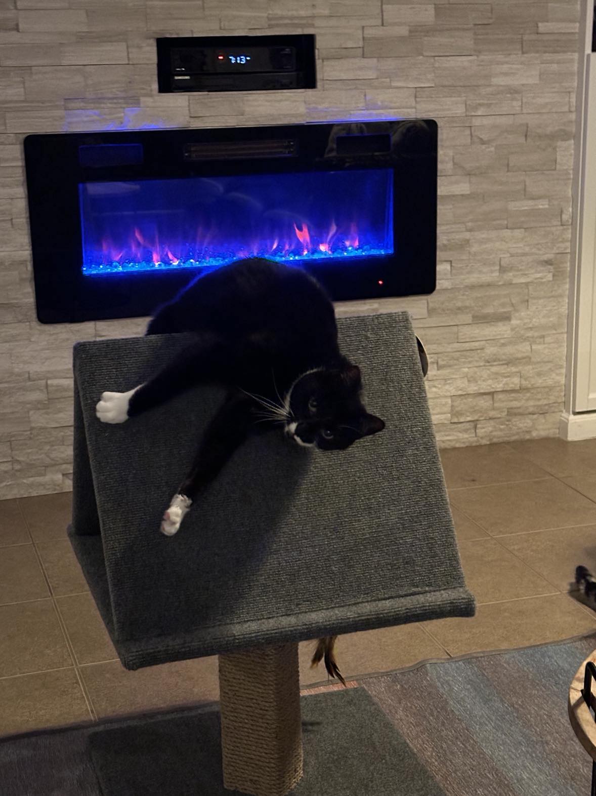 Enlarge SVEN, a Adoptable mixed breed in Beaumont, CA image 1/6