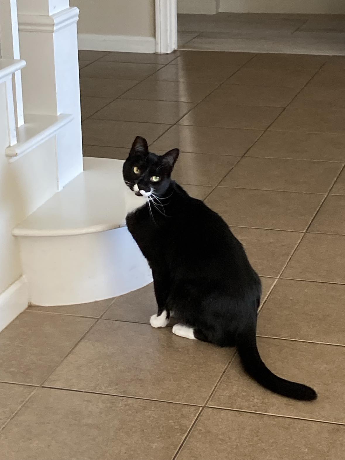 Enlarge SVEN, a Adoptable mixed breed in Beaumont, CA image 2/6