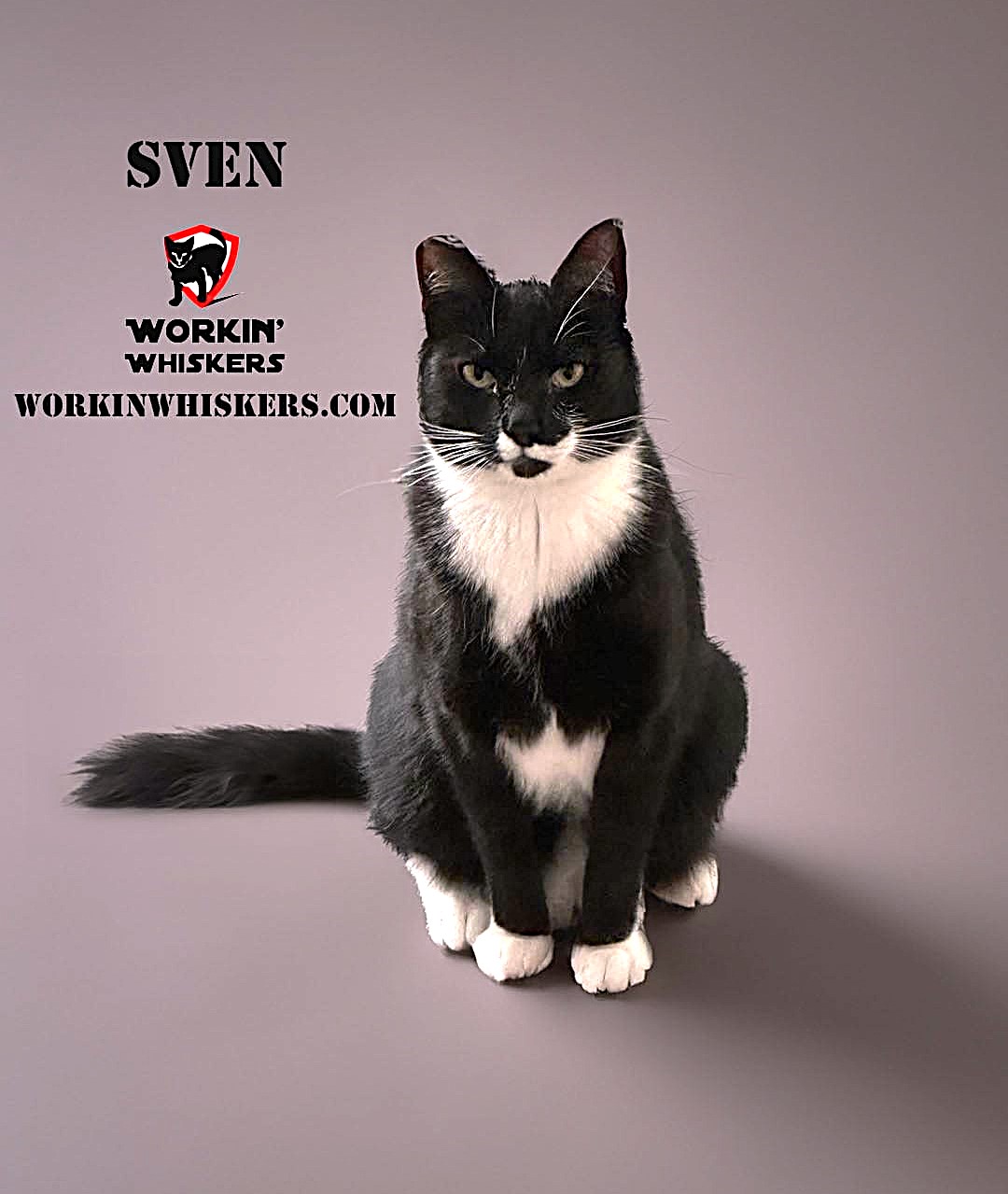 SVEN photo 1