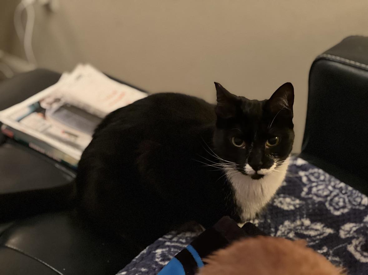 Enlarge SVEN, a Adoptable mixed breed in Beaumont, CA image 5/6