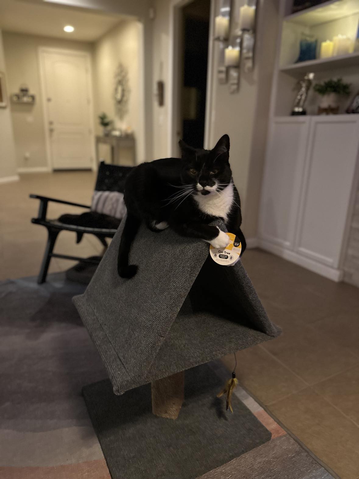 Enlarge SVEN, a Adoptable mixed breed in Beaumont, CA image 6/6