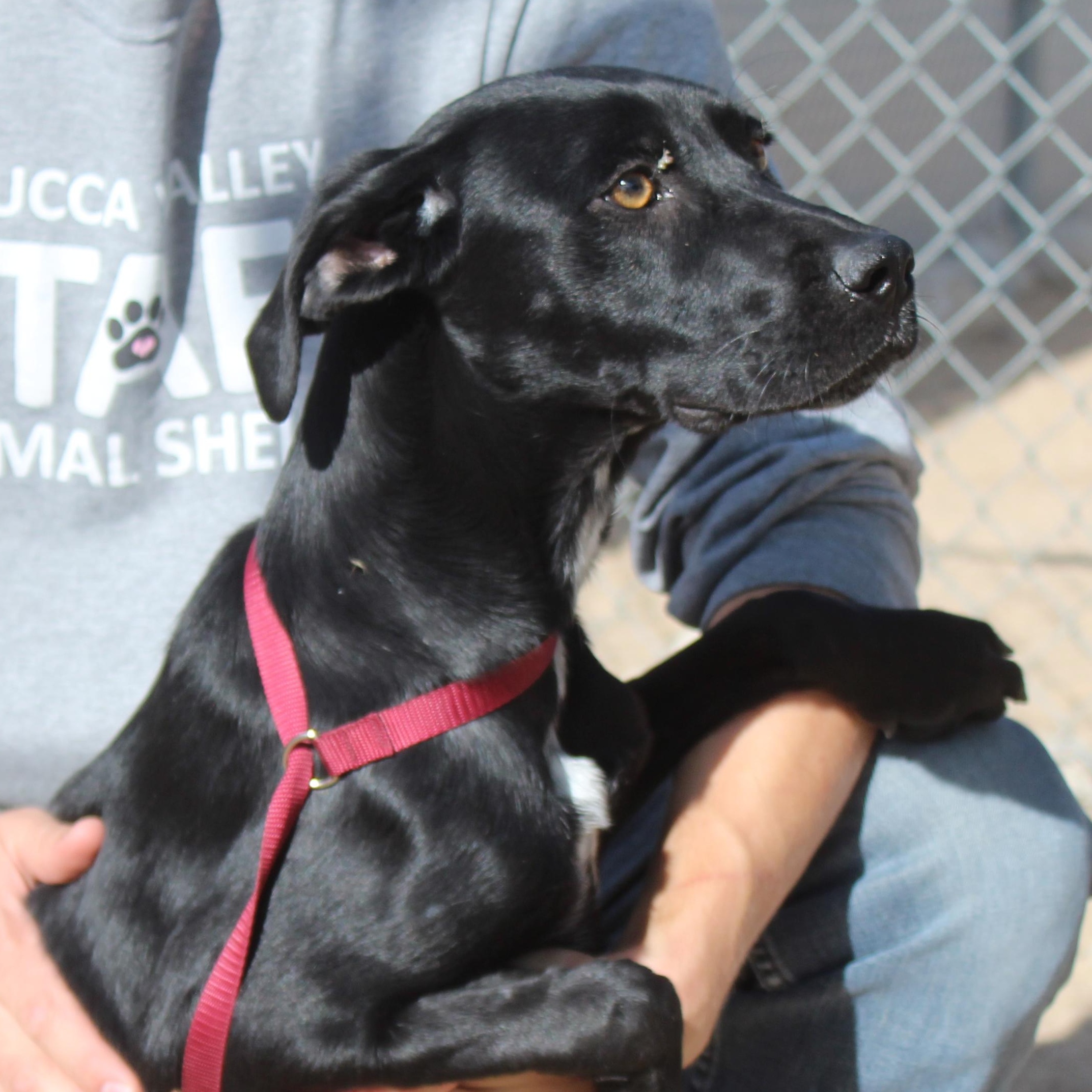 Enlarge Lucy, a Adoptable Black Labrador Retriever in Yucca Valley, CA image 1/2