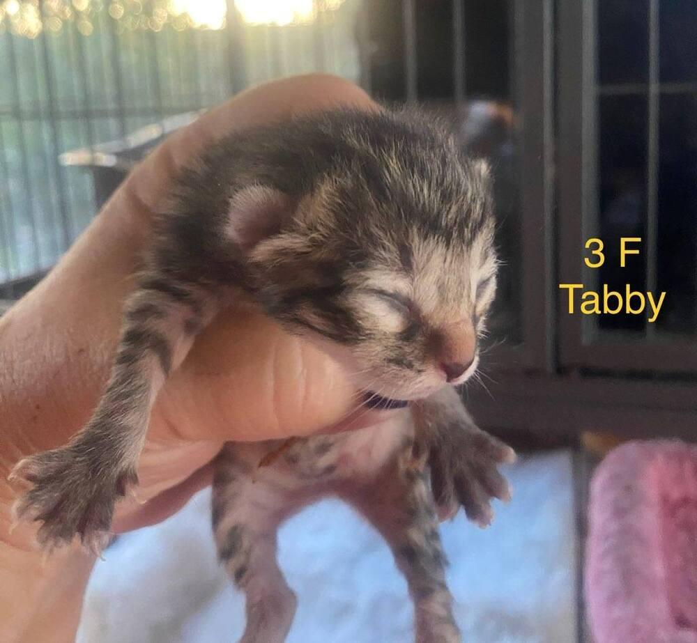 Willow, Adopted, Kitten Female Domestic Short Hair.