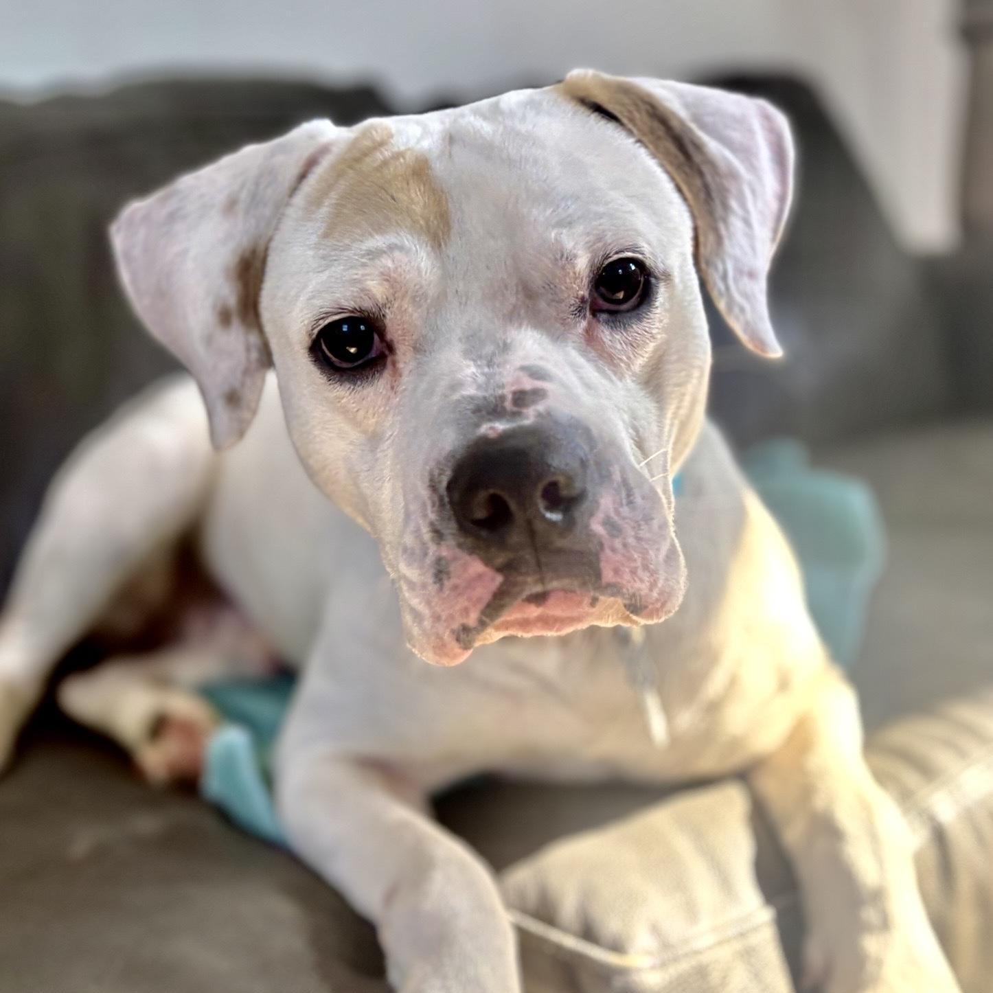 Finnigan, Adoptable, Young Male American Bulldog & Mixed Breed.