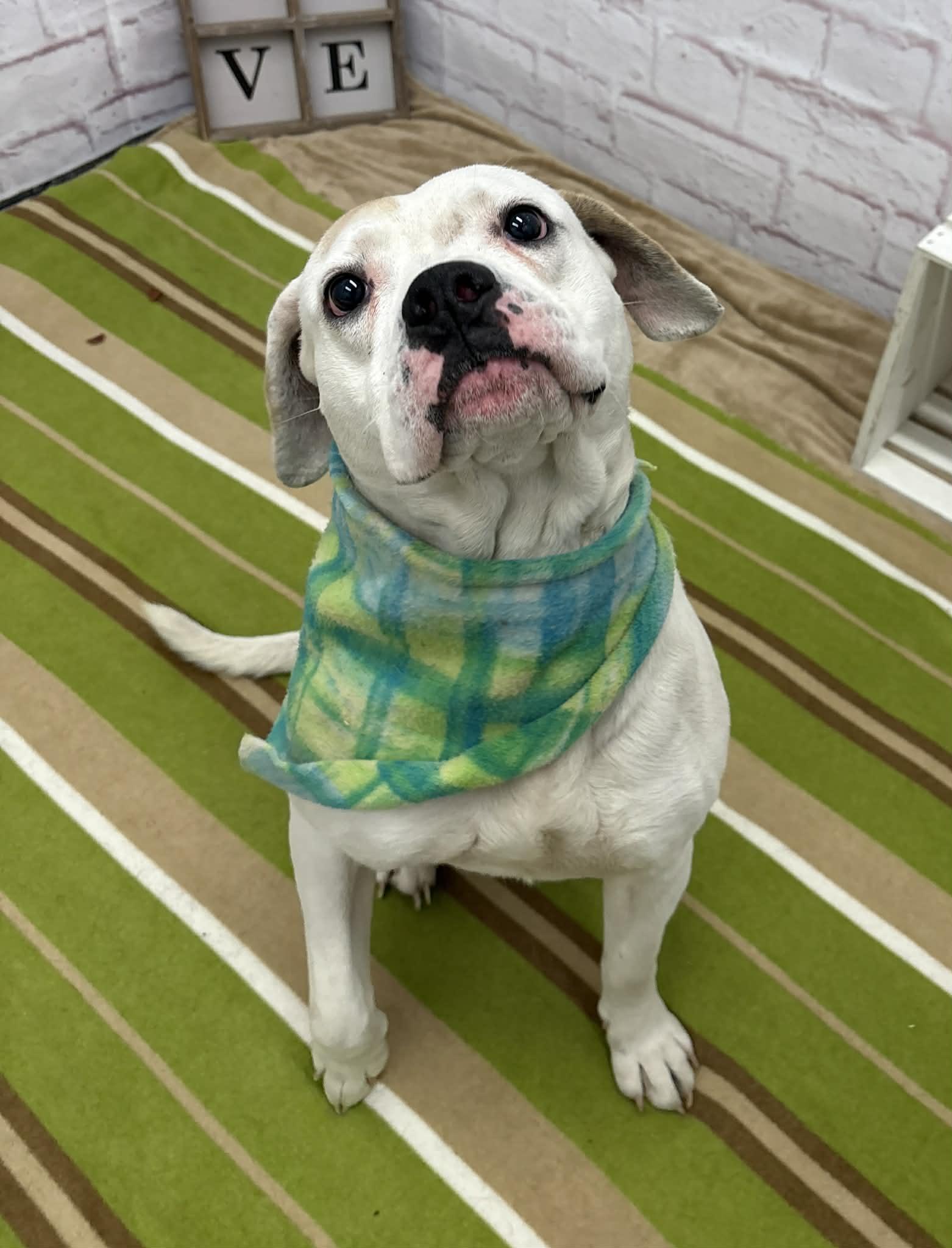 Enlarge Finnigan, a Adoptable mixed breed in Oxford, MI image 3/5