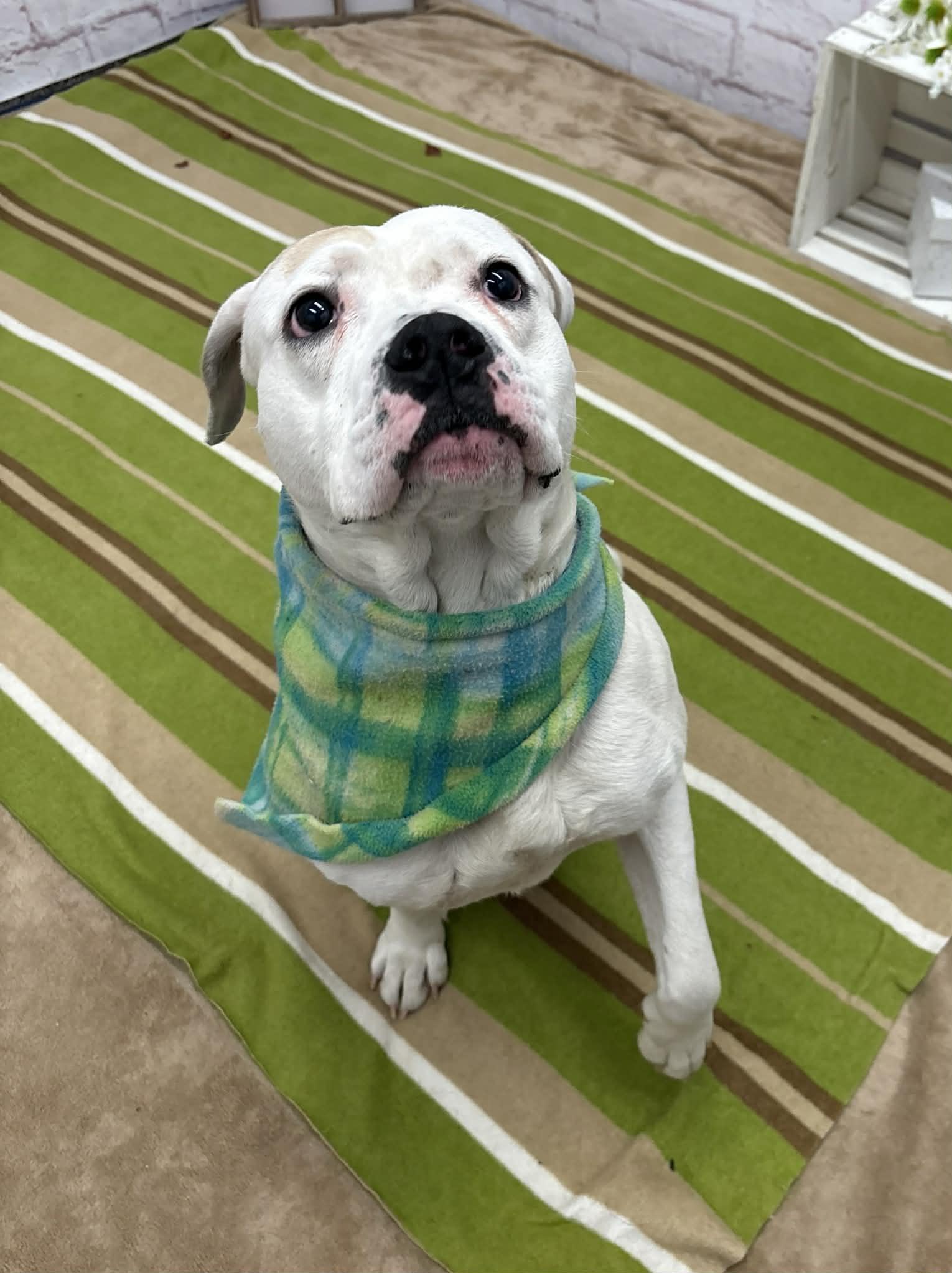 Enlarge Finnigan, a Adoptable mixed breed in Oxford, MI image 4/5