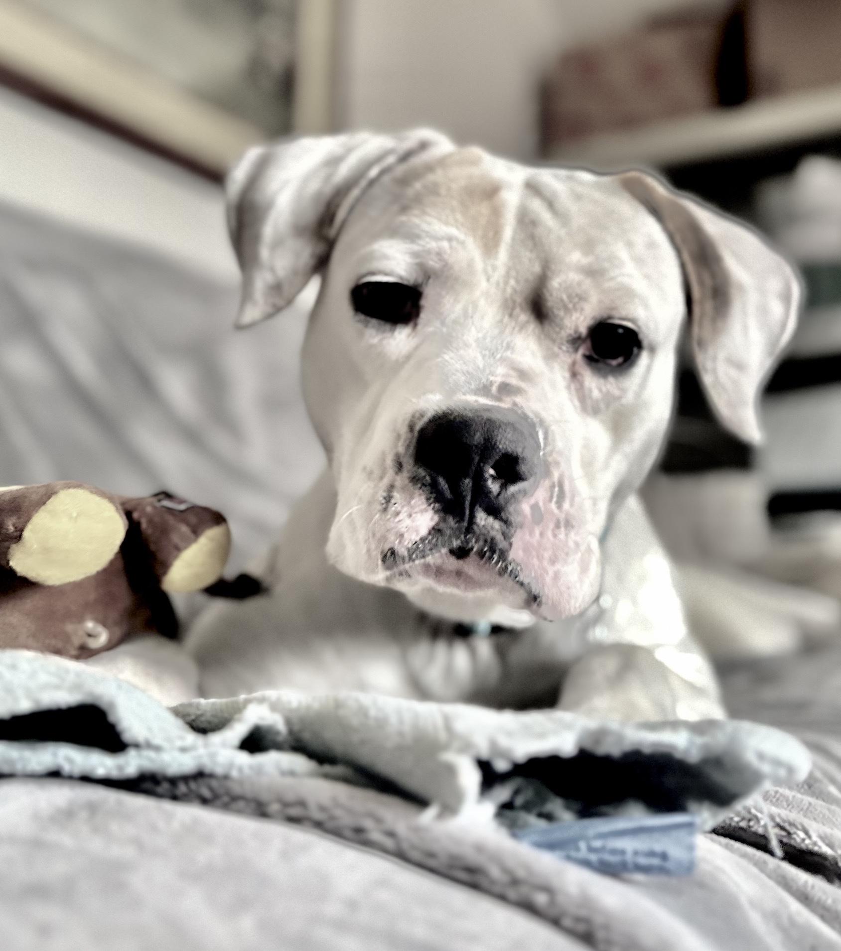 Enlarge Finnigan, a Adoptable mixed breed in Oxford, MI image 2/5