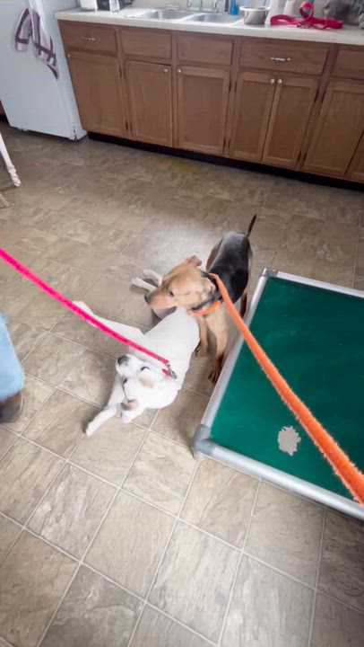 Enlarge Finnigan, a Adoptable mixed breed in Oxford, MI video 6/6