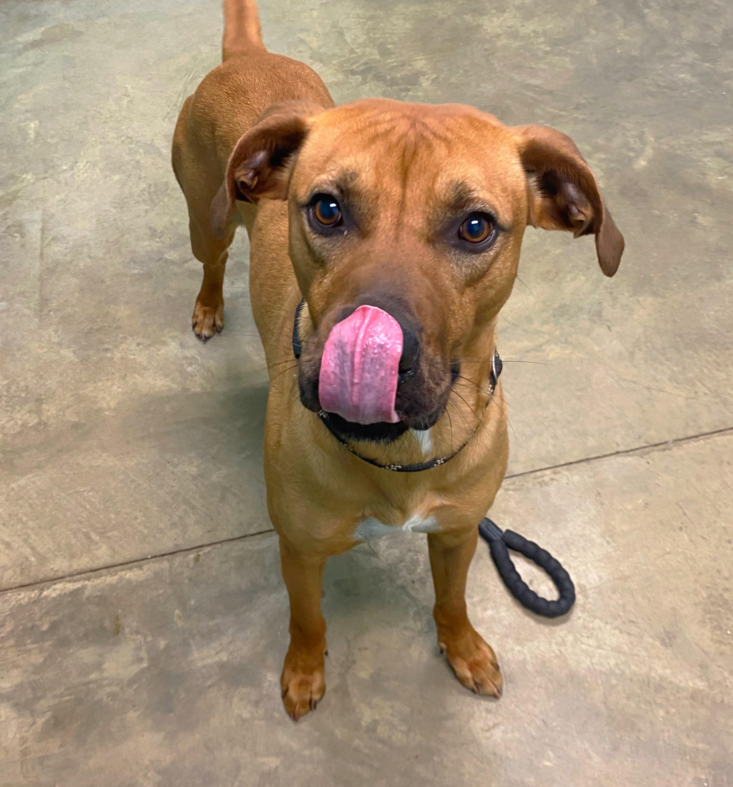 Cash, a Adoptable mixed breed in Godfrey, IL image 2/2