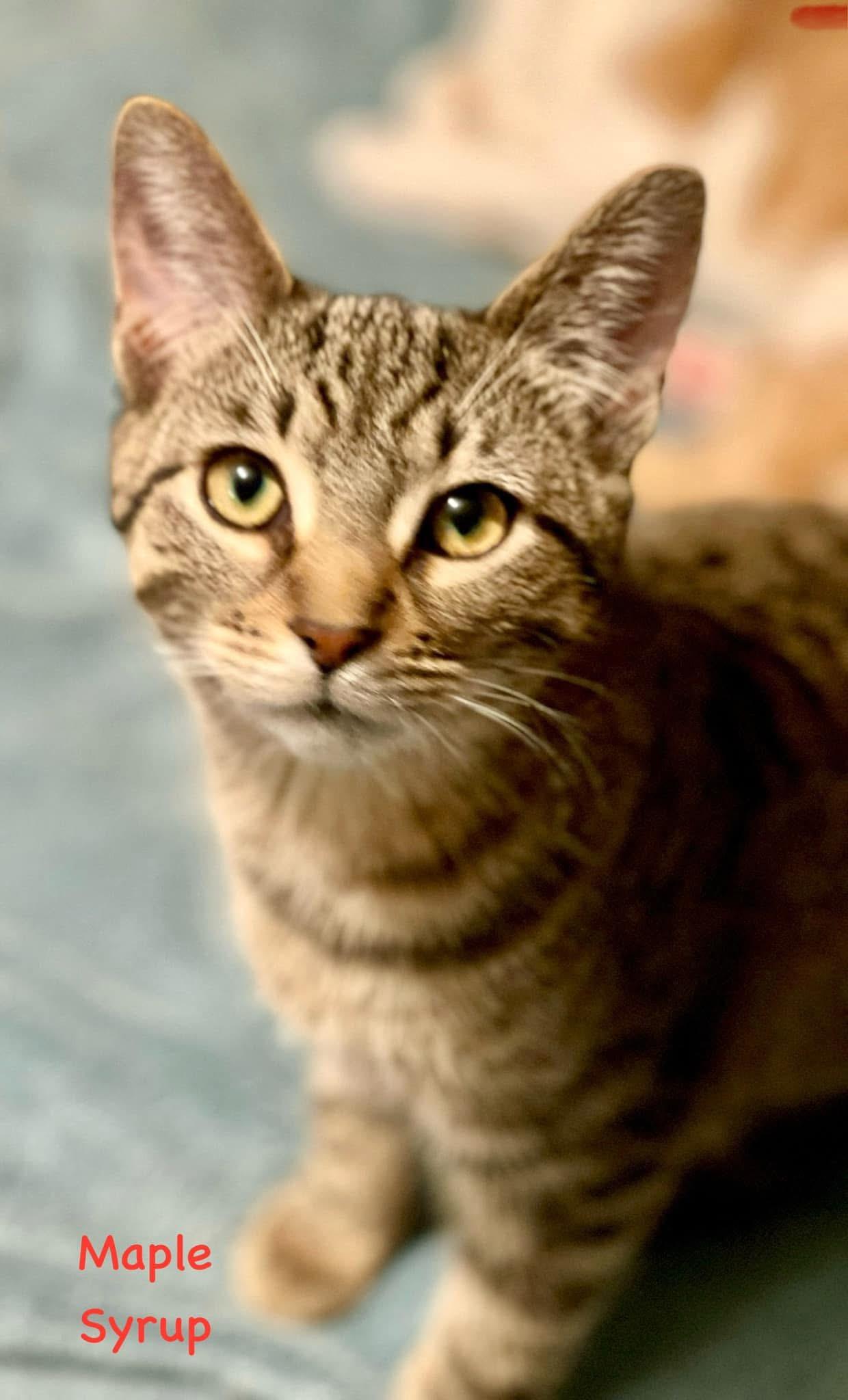 Toast Malone & Maple Syrup, a Adoptable Domestic Short Hair in Kalamazoo, MI image 1/4