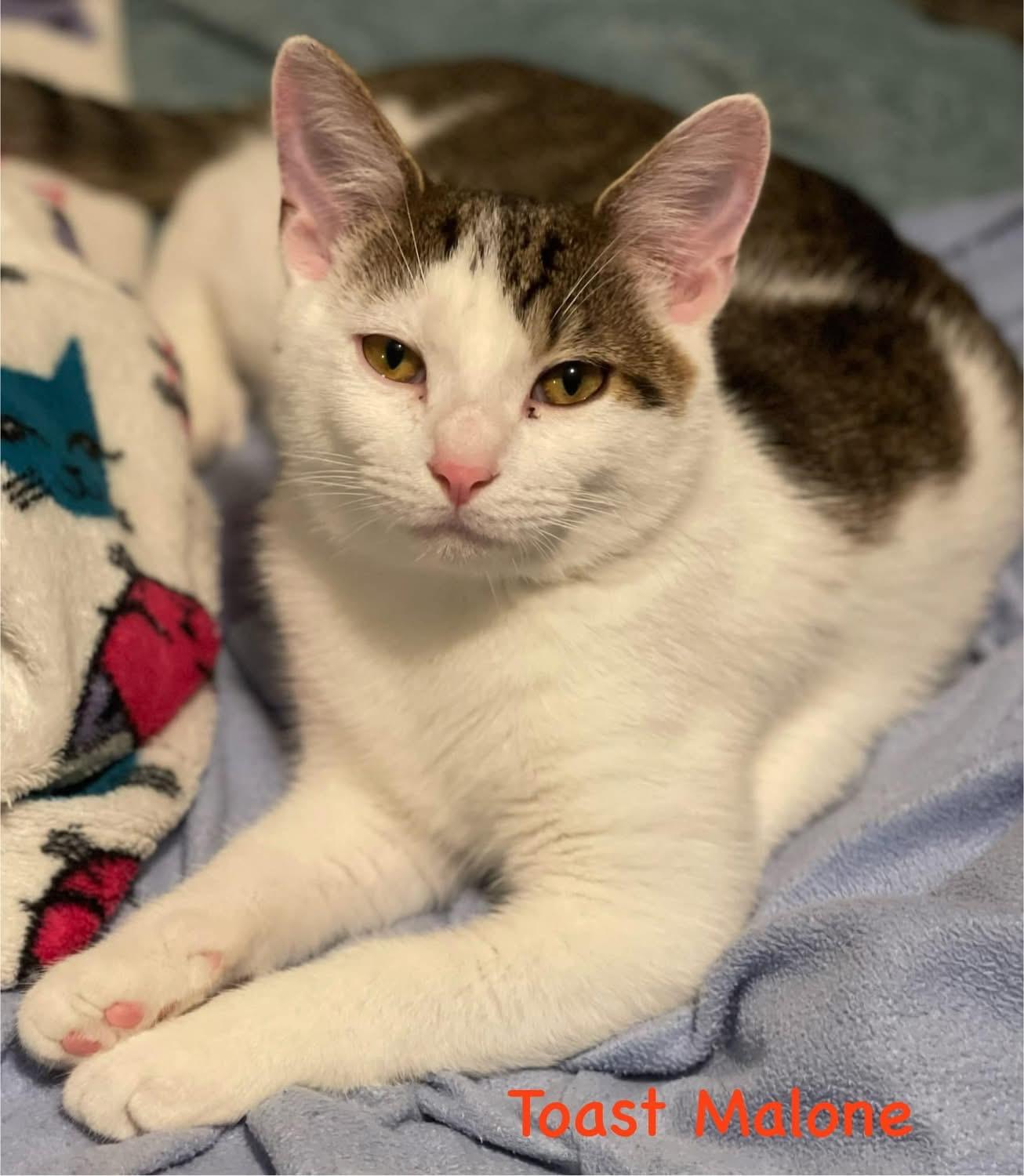 Toast Malone & Maple Syrup, a Adoptable Domestic Short Hair in Kalamazoo, MI image 2/4