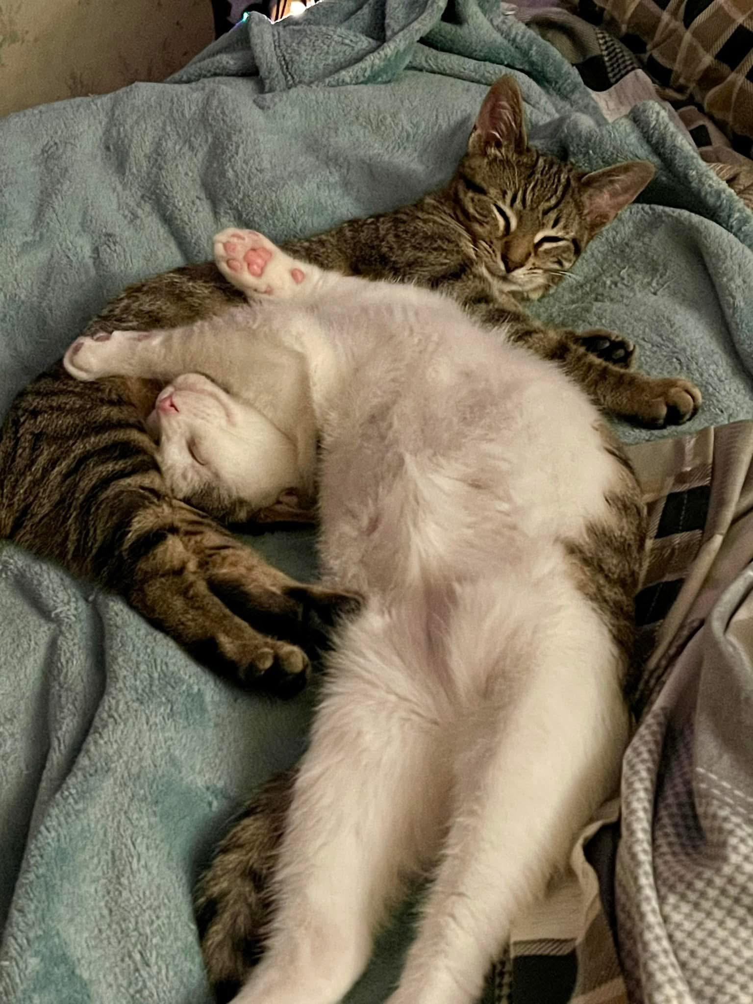 Toast Malone & Maple Syrup, a Adoptable Domestic Short Hair in Kalamazoo, MI image 4/4