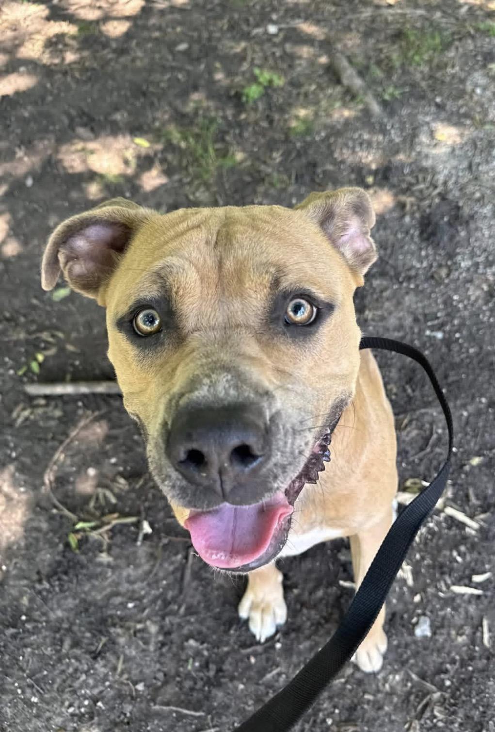 Enlarge Chucky, a ADOPTABLE mixed breed in Sherman, TX image 3/3