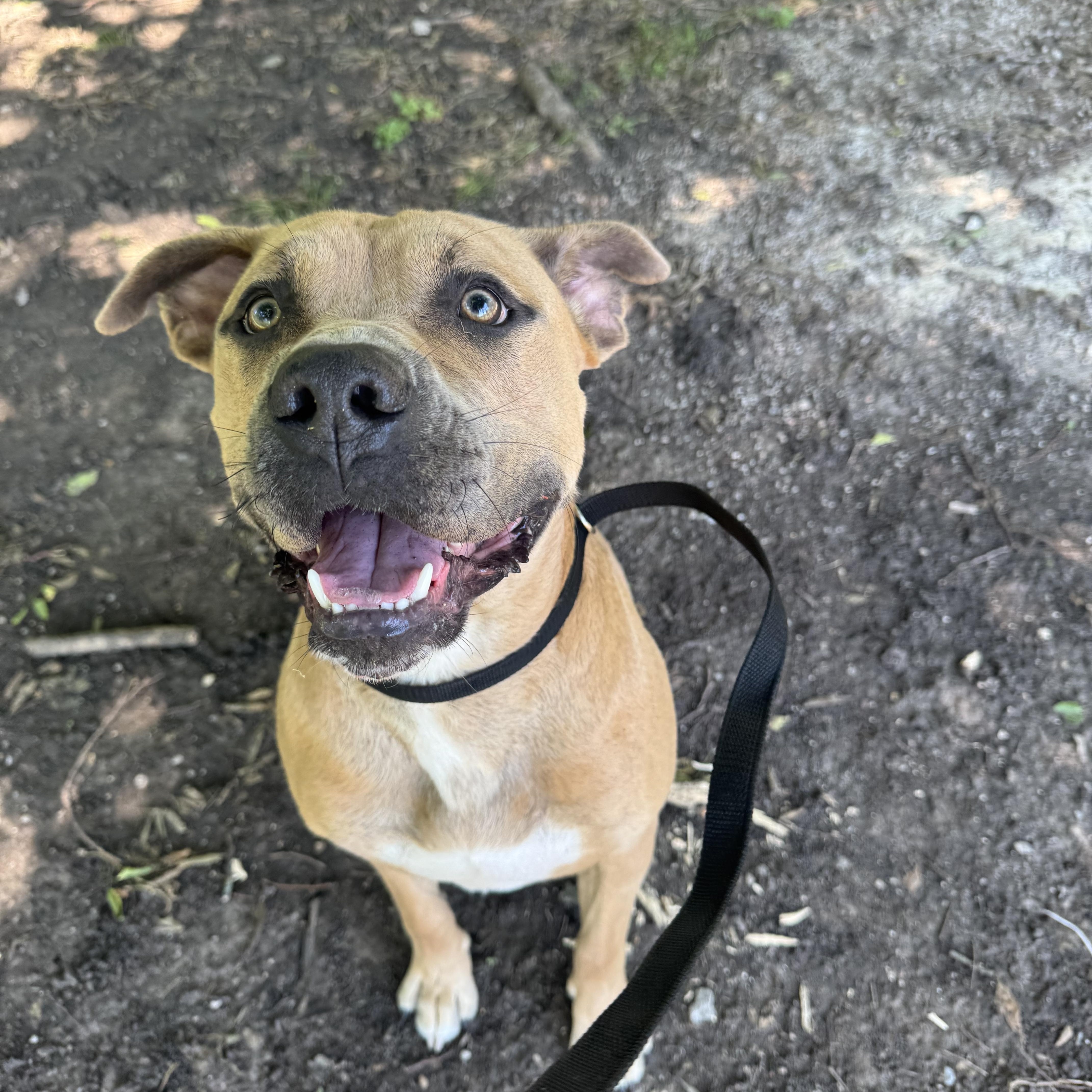 Enlarge Chucky, a ADOPTABLE mixed breed in Sherman, TX image 1/3