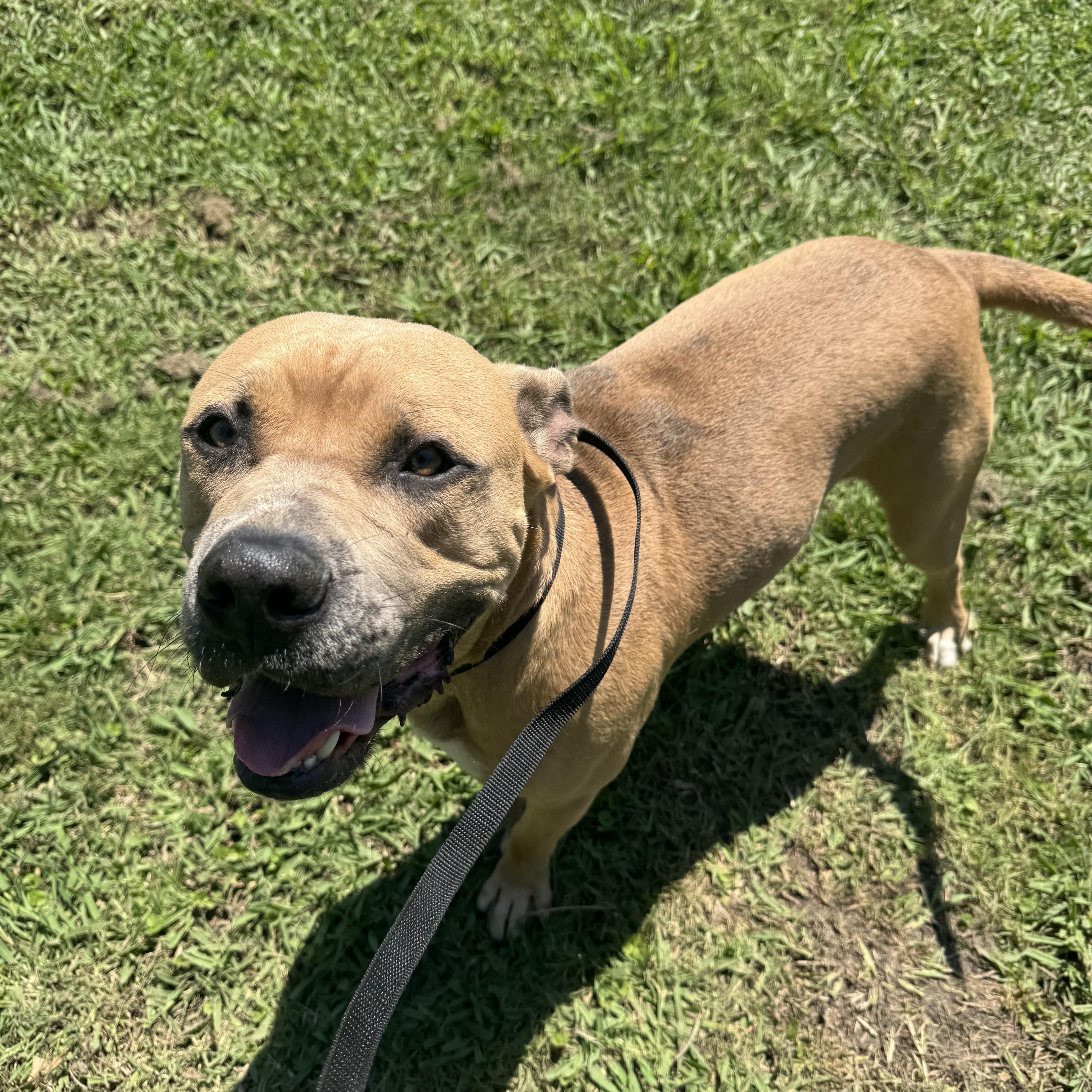 Enlarge Chucky, a ADOPTABLE mixed breed in Sherman, TX image 2/3