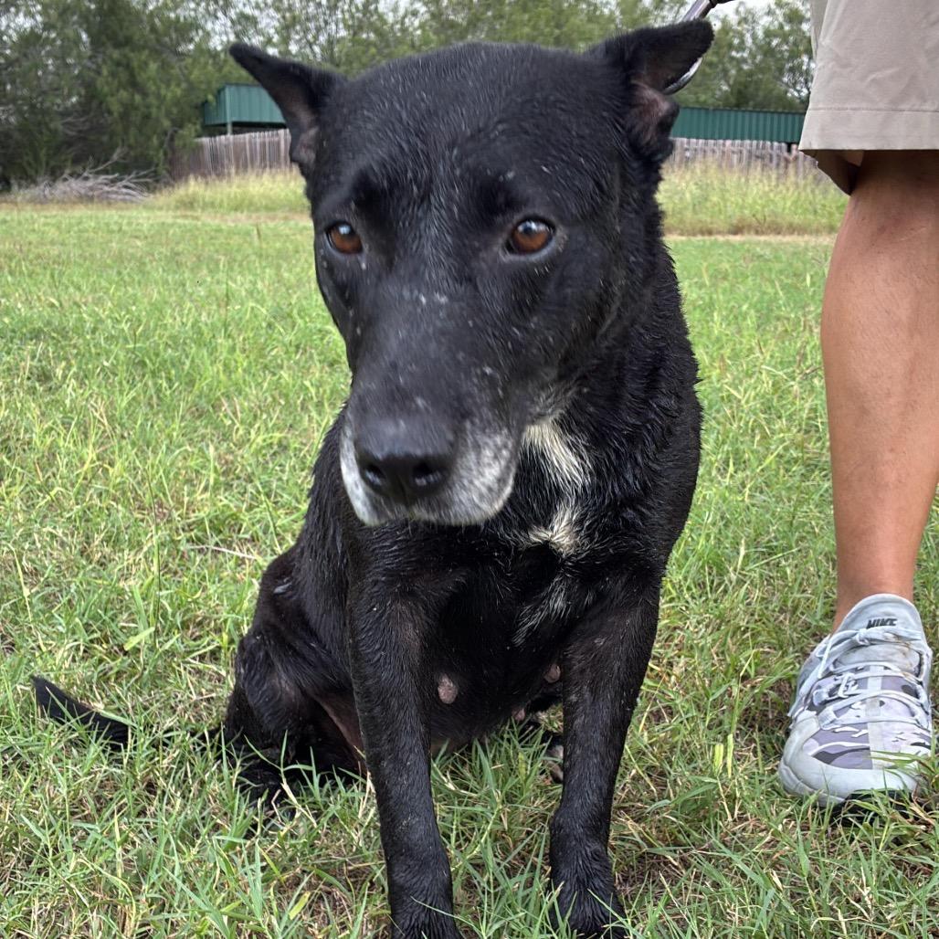 Cora, Adoptable, Adult Female Labrador Retriever.