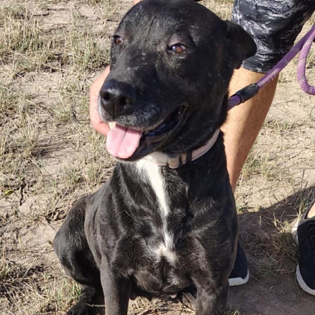 Enlarge Cora, a Adoptable mixed breed in West Islip, NY image 2/6