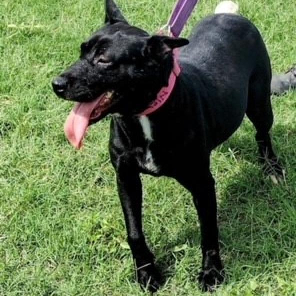 Cora, Adoptable, Adult Female Labrador Retriever.