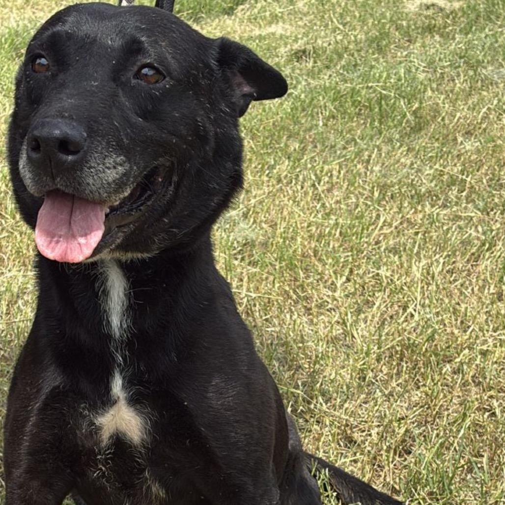 Enlarge Cora, a Adoptable mixed breed in West Islip, NY image 4/6