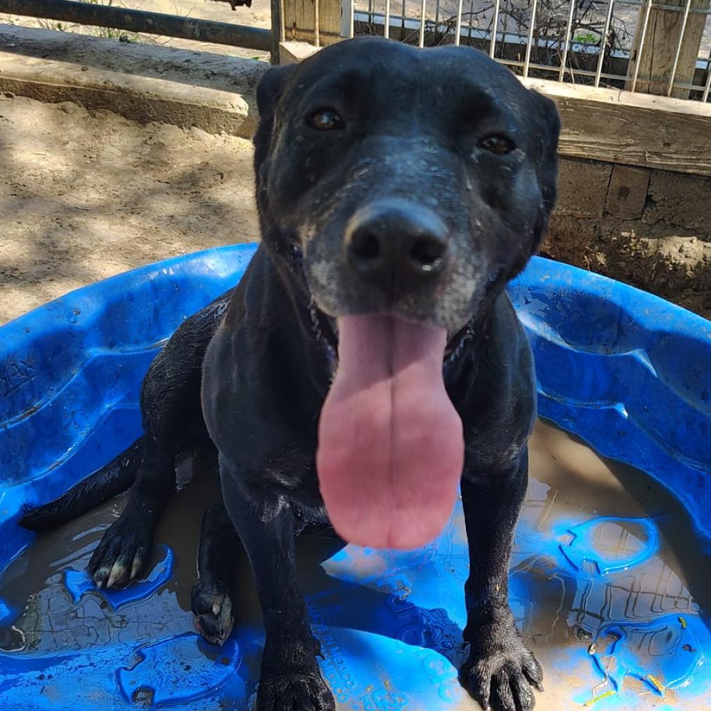 Enlarge Cora, a Adoptable mixed breed in West Islip, NY image 2/2