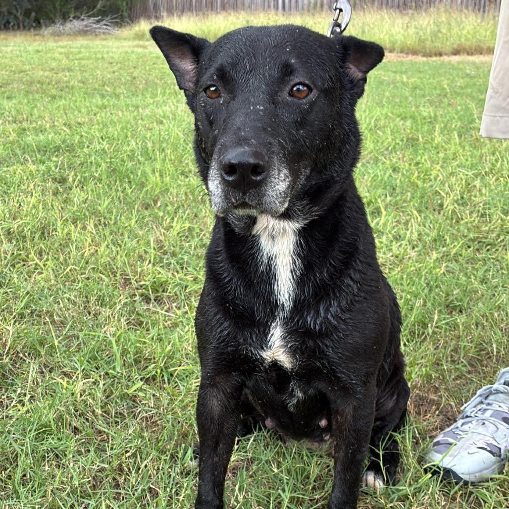 Enlarge Cora, a Adoptable mixed breed in West Islip, NY image 6/6