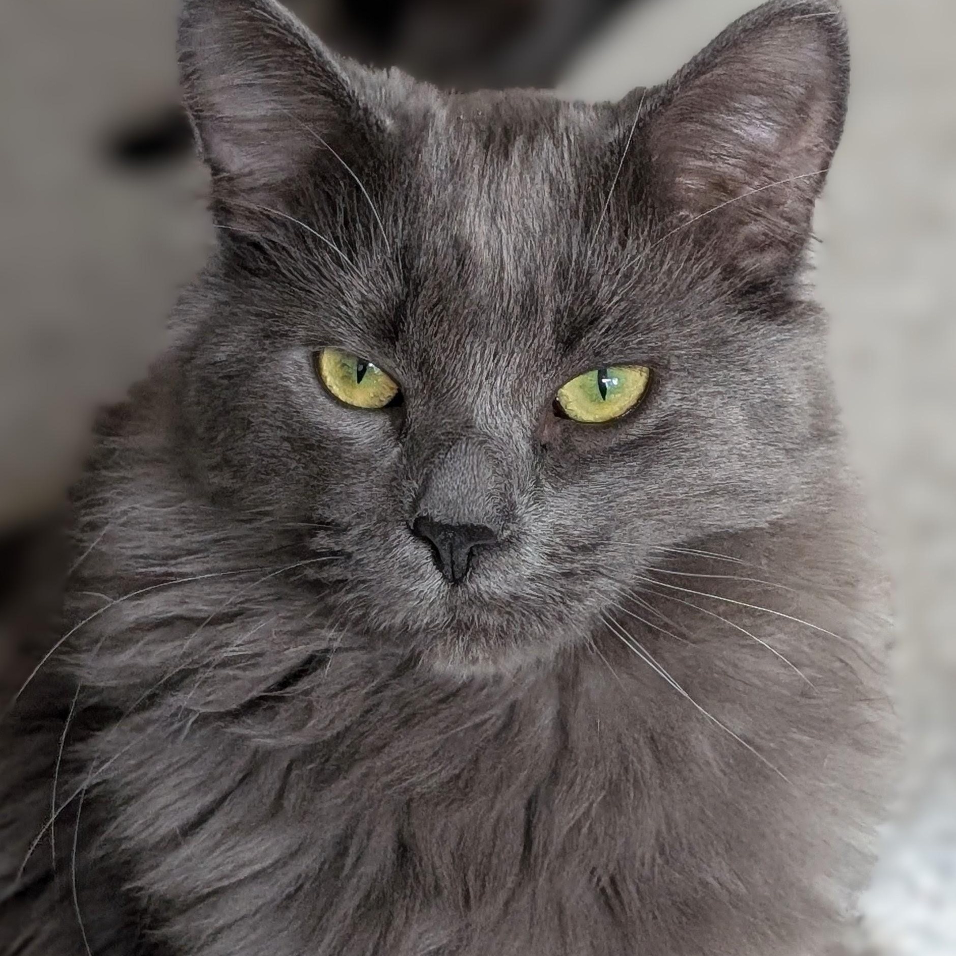 Enlarge Boo, a Adoptable Domestic Medium Hair in Johnsburg, IL image 2/5