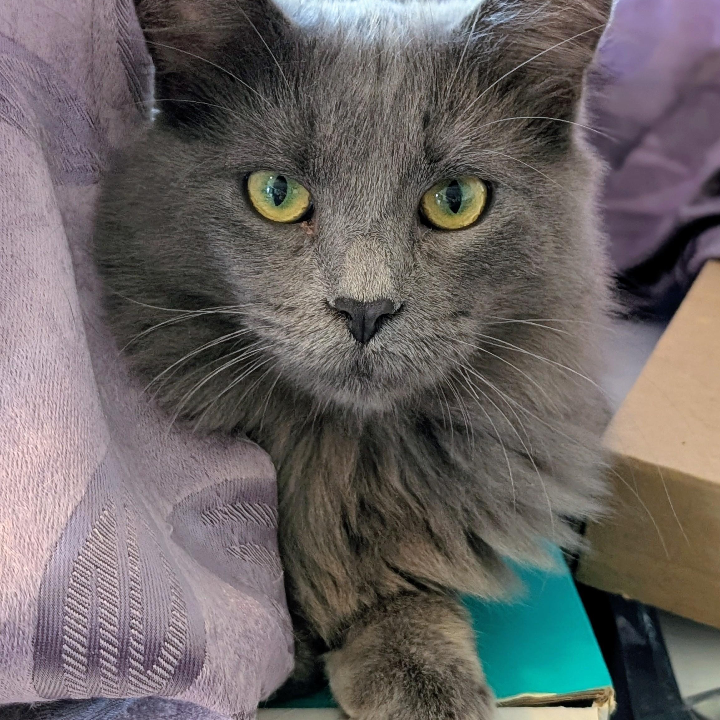 Enlarge Boo, a Adoptable Domestic Medium Hair in Johnsburg, IL image 1/5