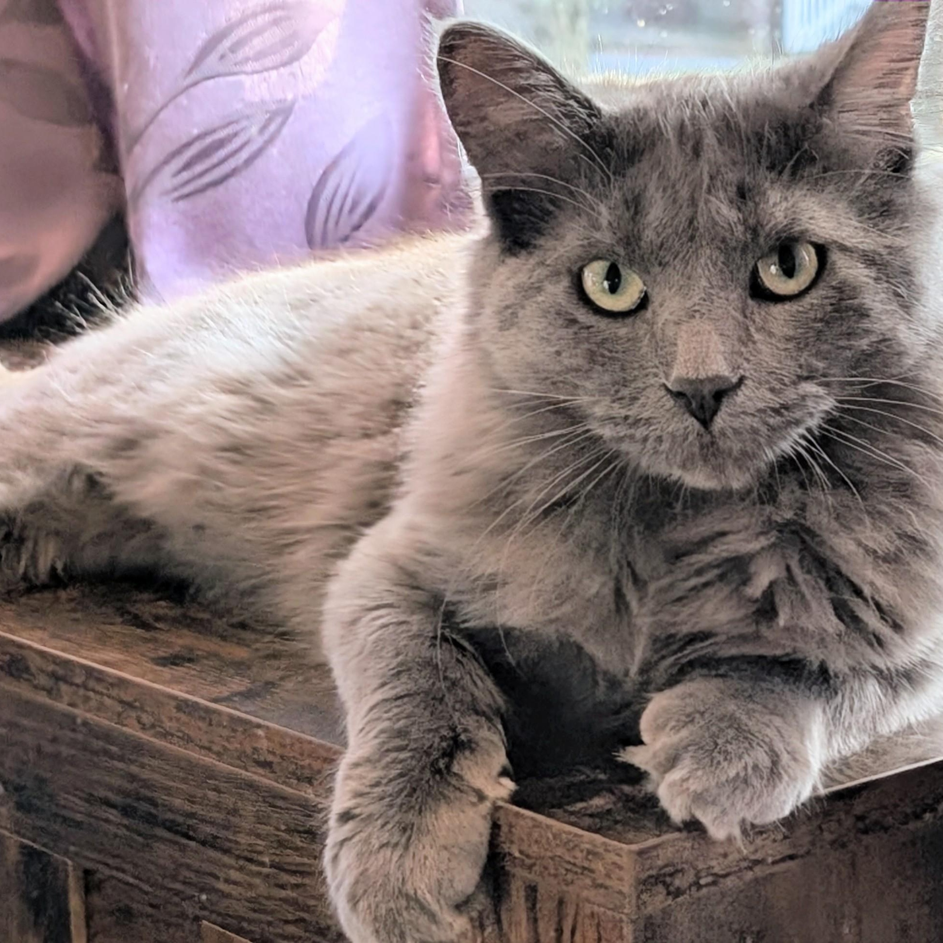 Enlarge Boo, a Adoptable Domestic Medium Hair in Johnsburg, IL image 3/5
