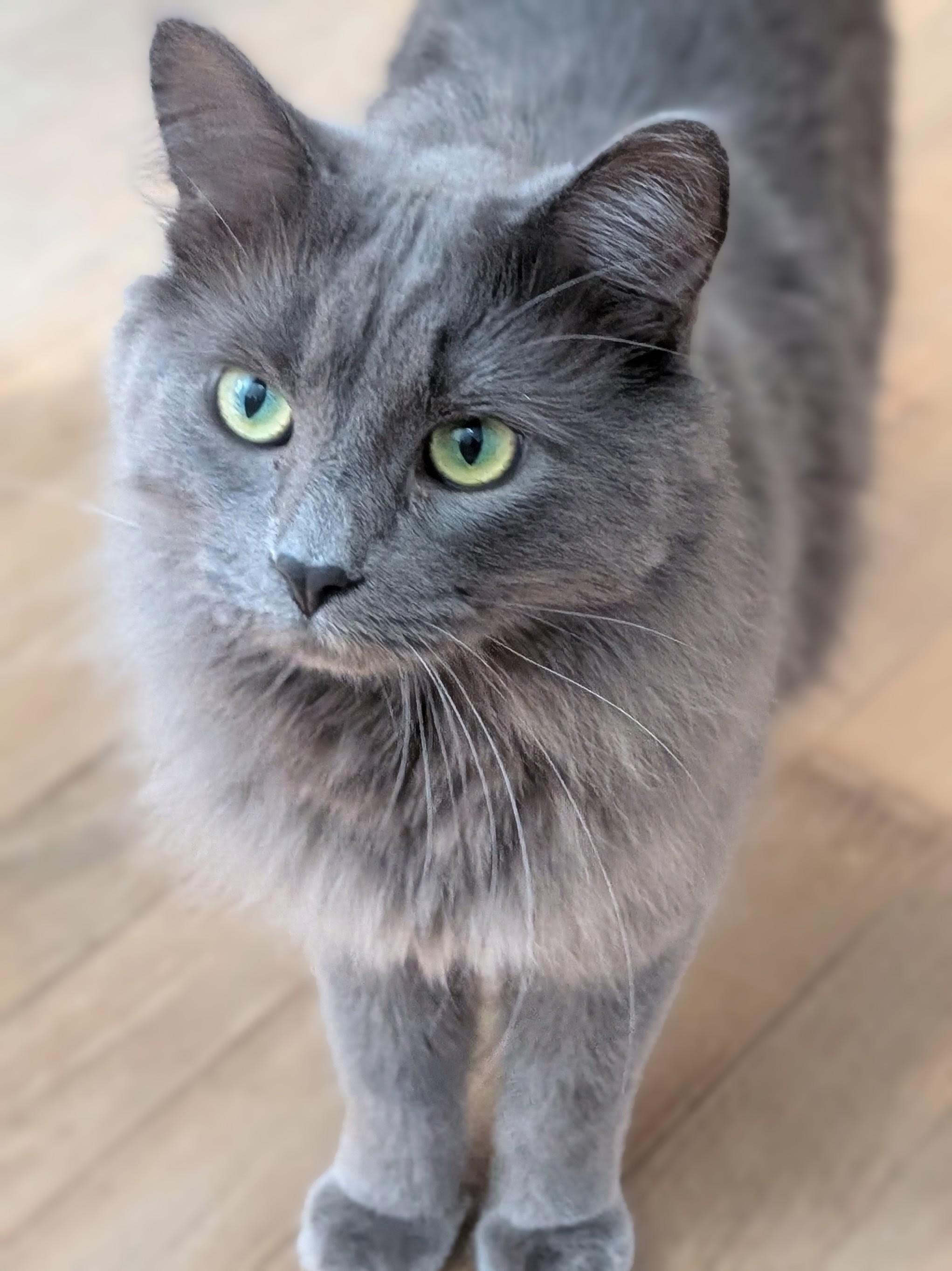 Boo, Adoptable, Young Male Domestic Medium Hair.