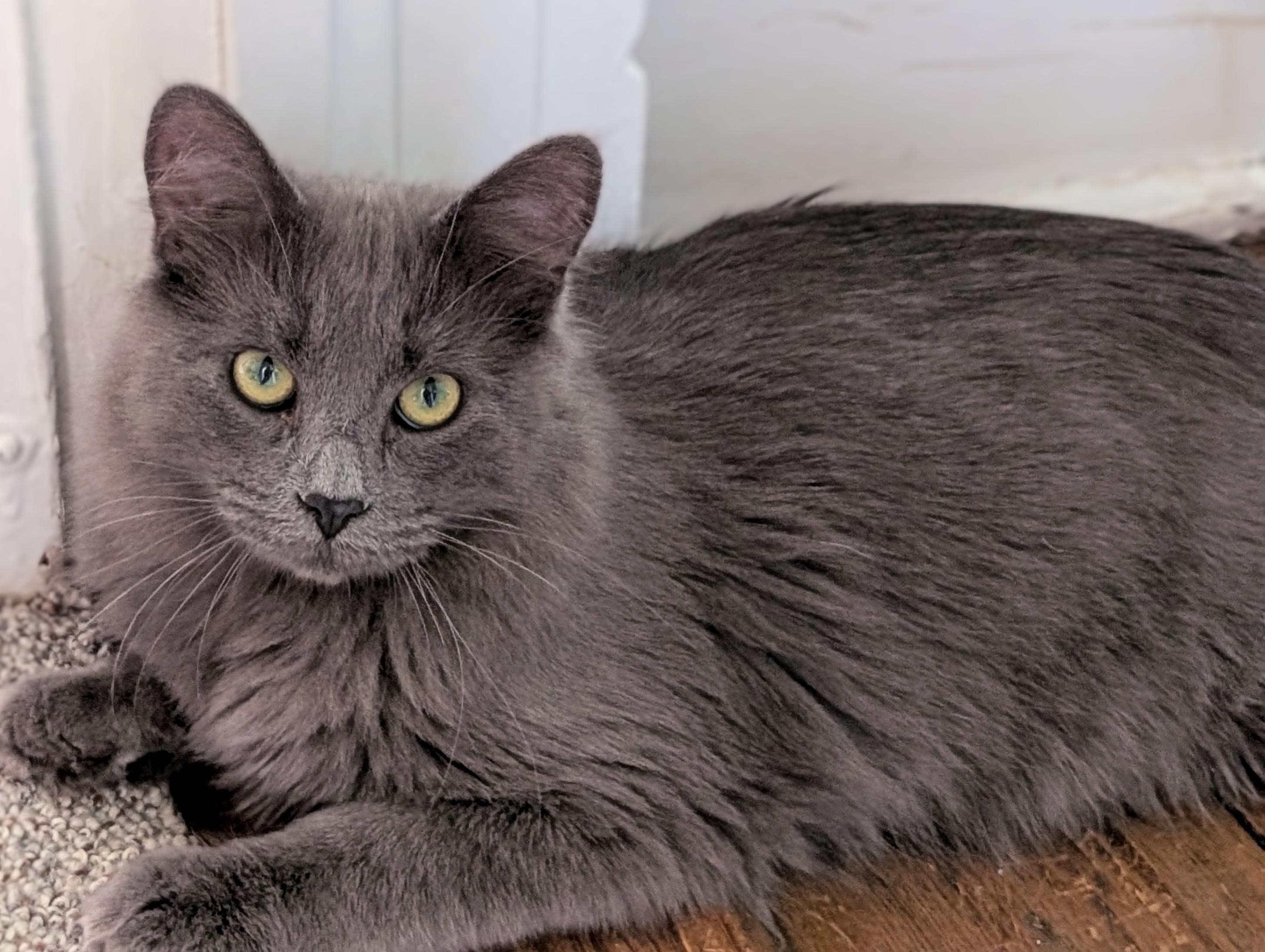 Enlarge Boo, a Adoptable Domestic Medium Hair in Johnsburg, IL image 4/5