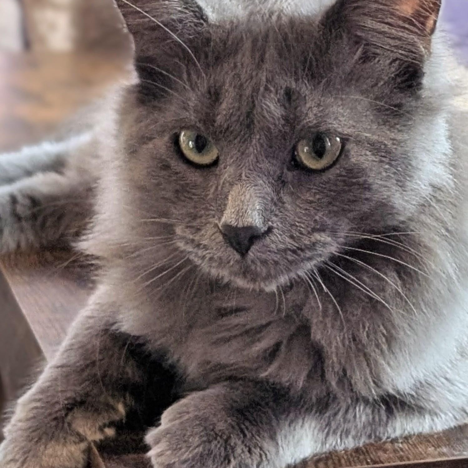 Enlarge Boo, a Adoptable Domestic Medium Hair in Johnsburg, IL image 5/5