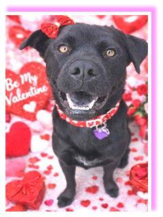 Lennox, a Adoptable Labrador Retriever in St. Louis, MO image 2/3