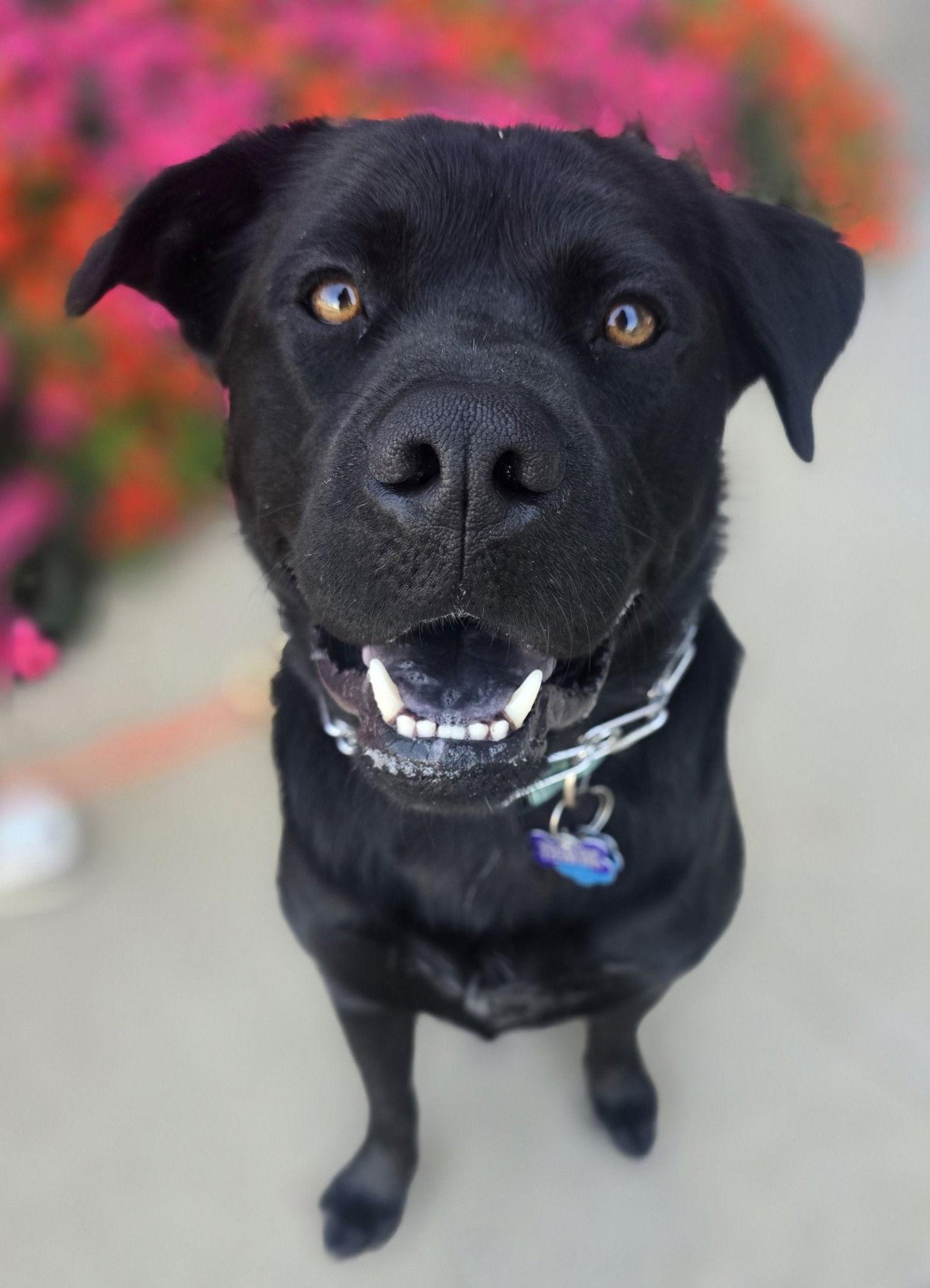 Lennox, a Adoptable Labrador Retriever in St. Louis, MO image 1/3