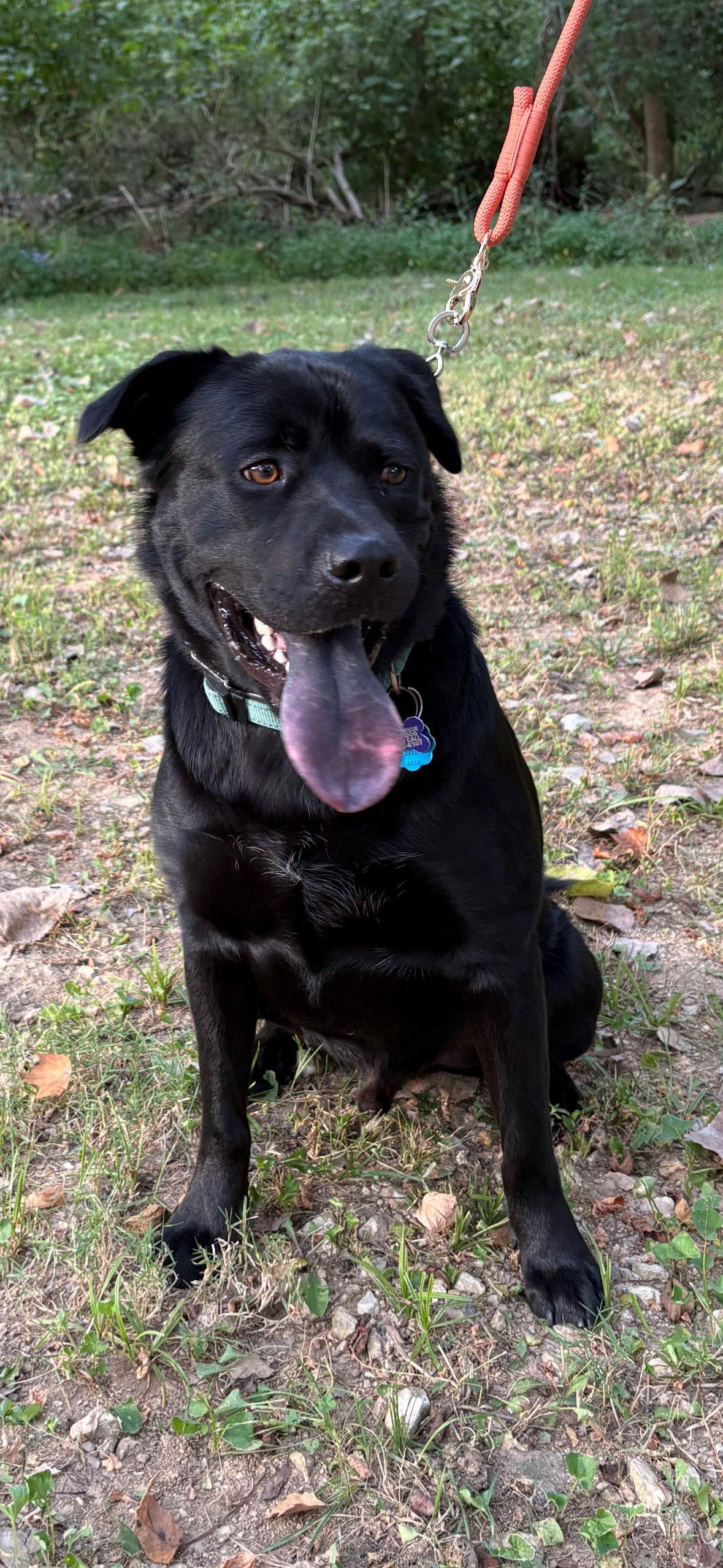 Lennox, a Adoptable Labrador Retriever in St. Louis, MO image 3/3
