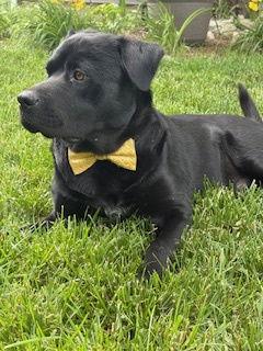 Lennox, a Adoptable Labrador Retriever in St. Louis, MO image 2/3