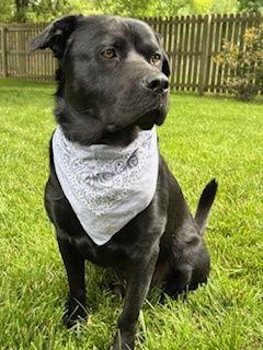 Lennox, a Adoptable Labrador Retriever in St. Louis, MO image 3/3