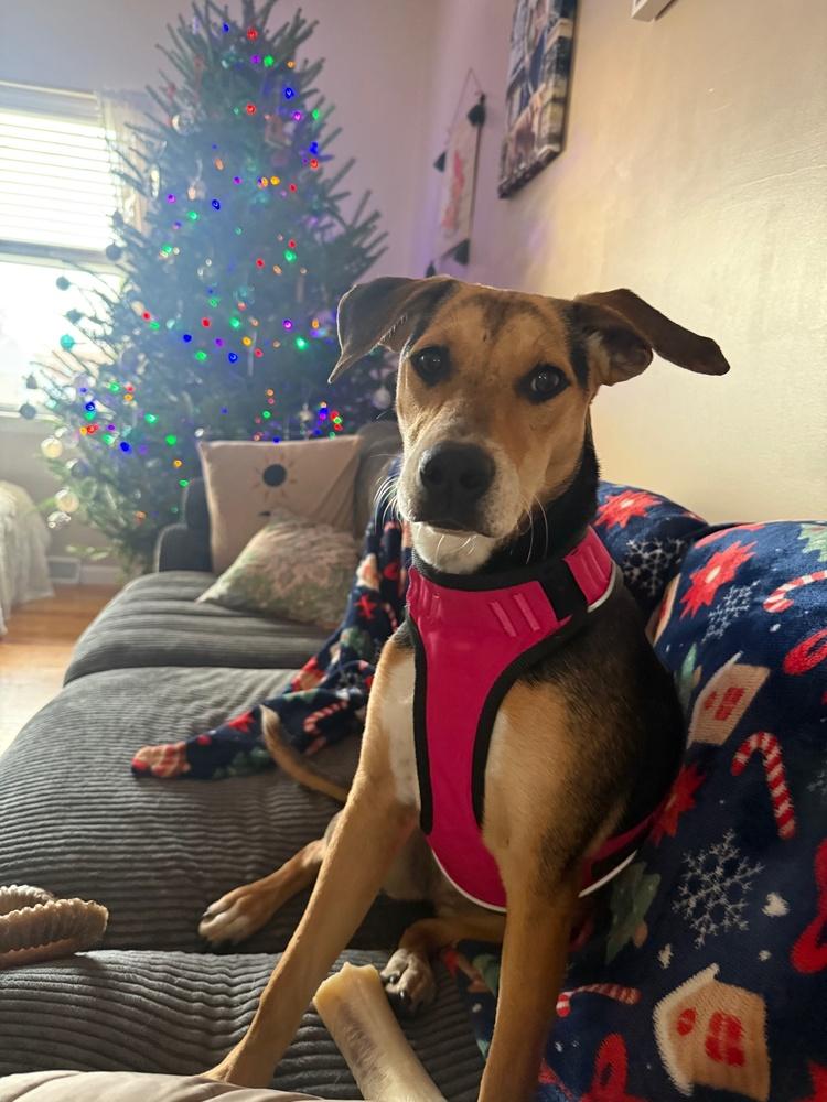 Enlarge Buffy - B litter, a Adoptable mixed breed in Lancaster, PA image 1/6