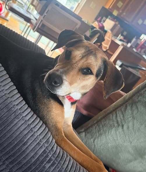 Enlarge Buffy - B litter, a Adoptable mixed breed in Lancaster, PA image 3/6