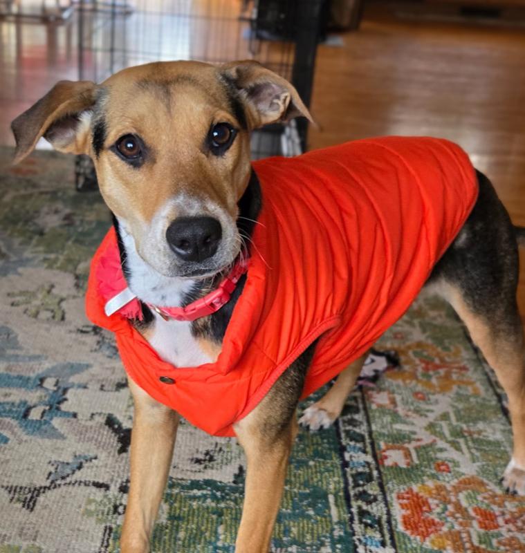 Enlarge Buffy aka Daisy- B litter, a Adoptable mixed breed in Lancaster, PA image 2/6