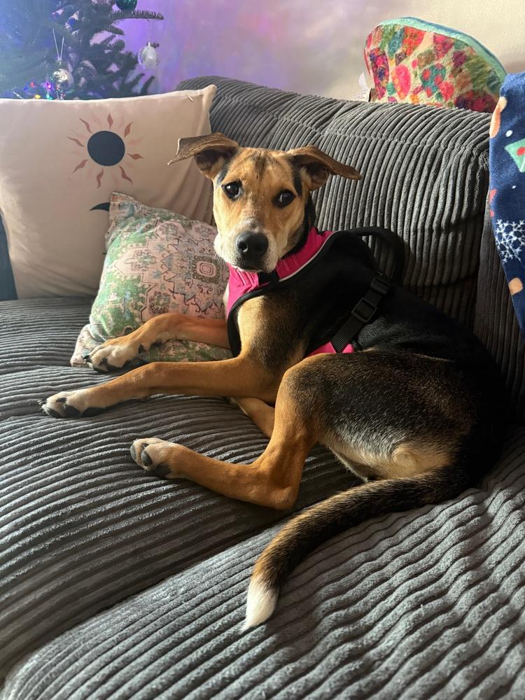 Enlarge Buffy - B litter, a Adoptable mixed breed in Lancaster, PA image 5/6