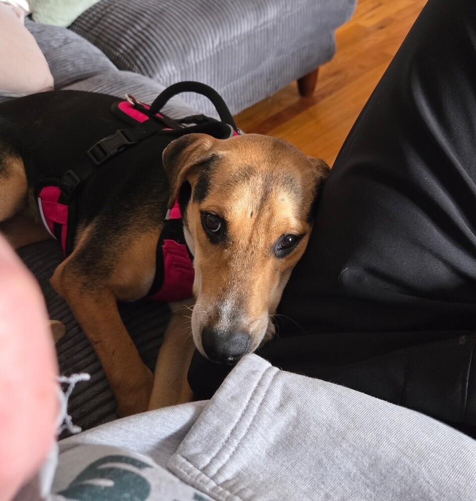 Enlarge Buffy - B litter, a Adoptable mixed breed in Lancaster, PA image 6/6