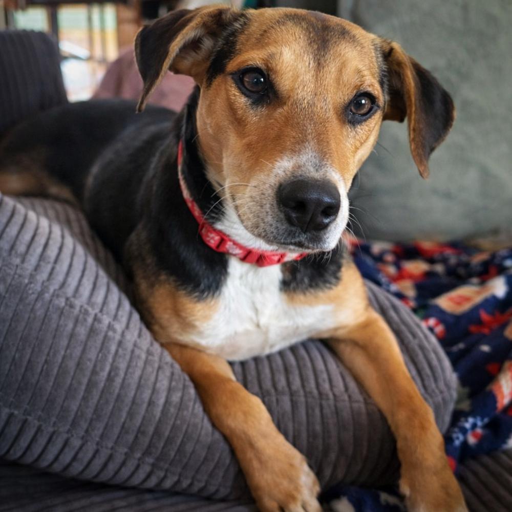 Enlarge Buffy - B litter, a Adoptable mixed breed in Lancaster, PA image 2/6