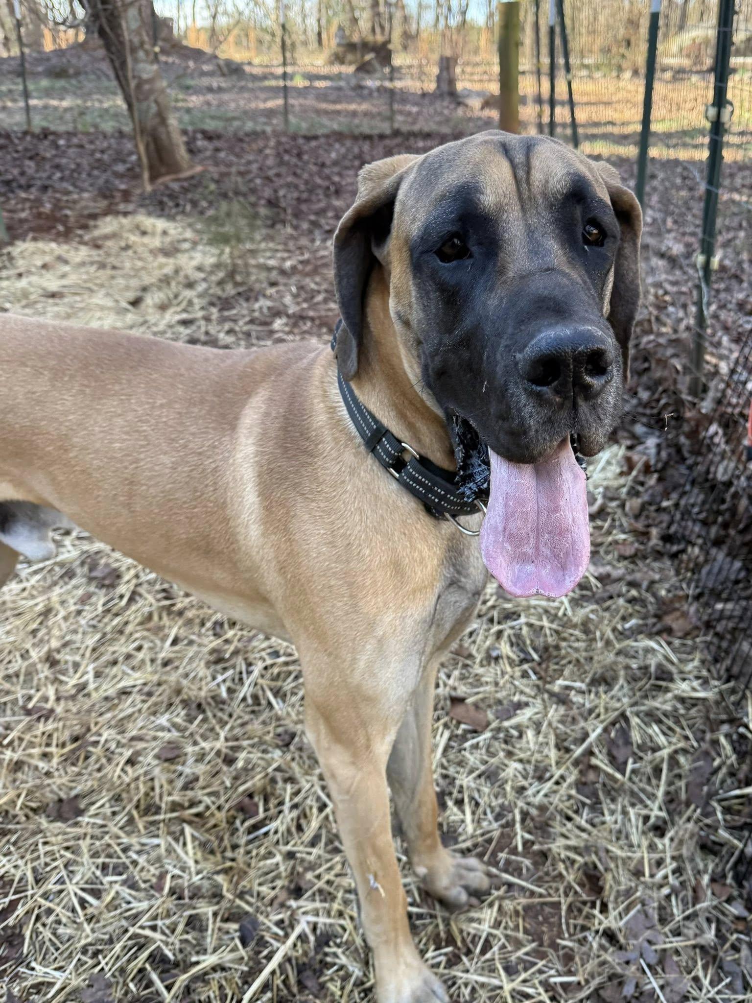 Oliver, ADOPTABLE, Young Male Great Dane.
