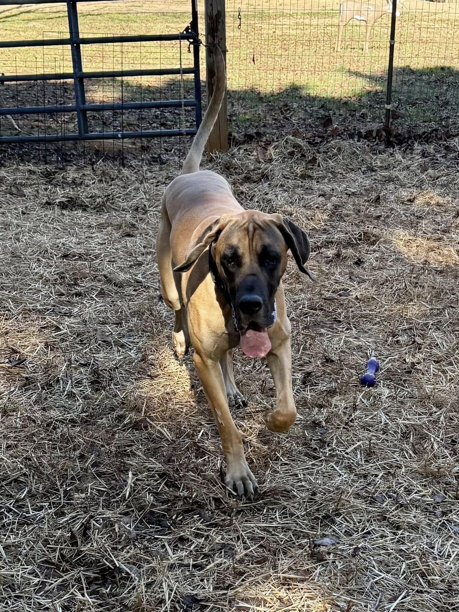 Enlarge Oliver, a ADOPTABLE Great Dane in Salisbury, NC image 3/4