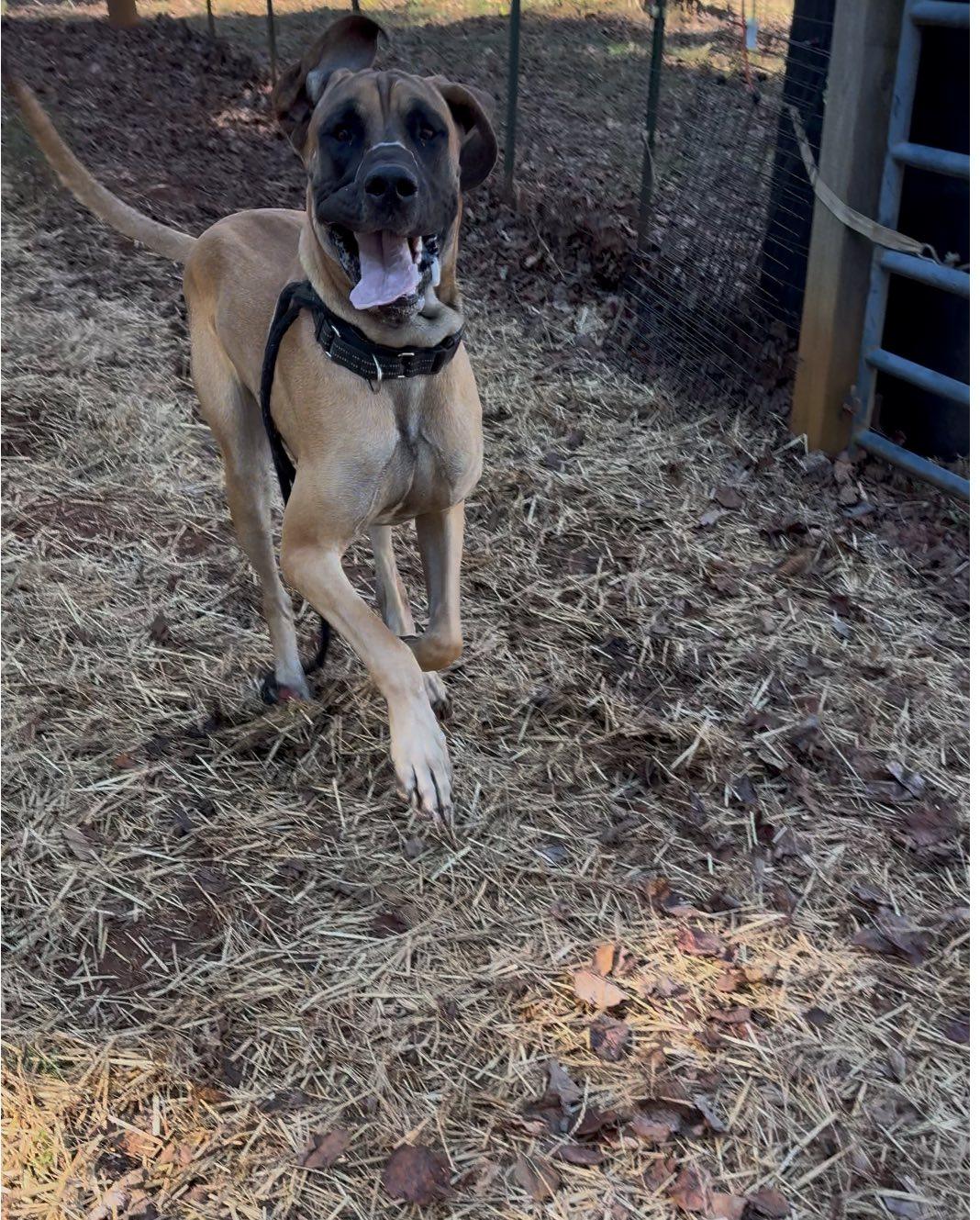 Enlarge Oliver, a ADOPTABLE Great Dane in Salisbury, NC image 4/4