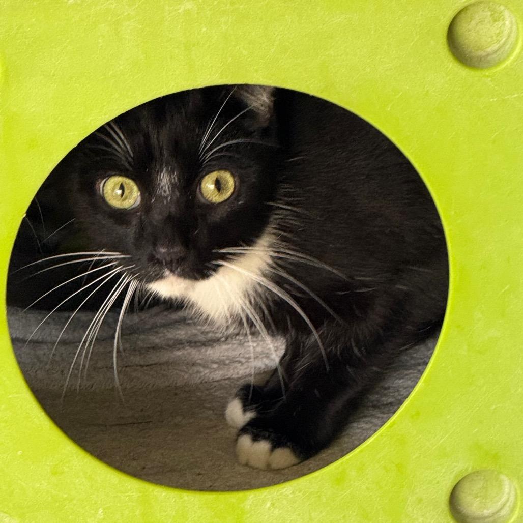 Corey, Adoptable, Adult Male Domestic Short Hair.