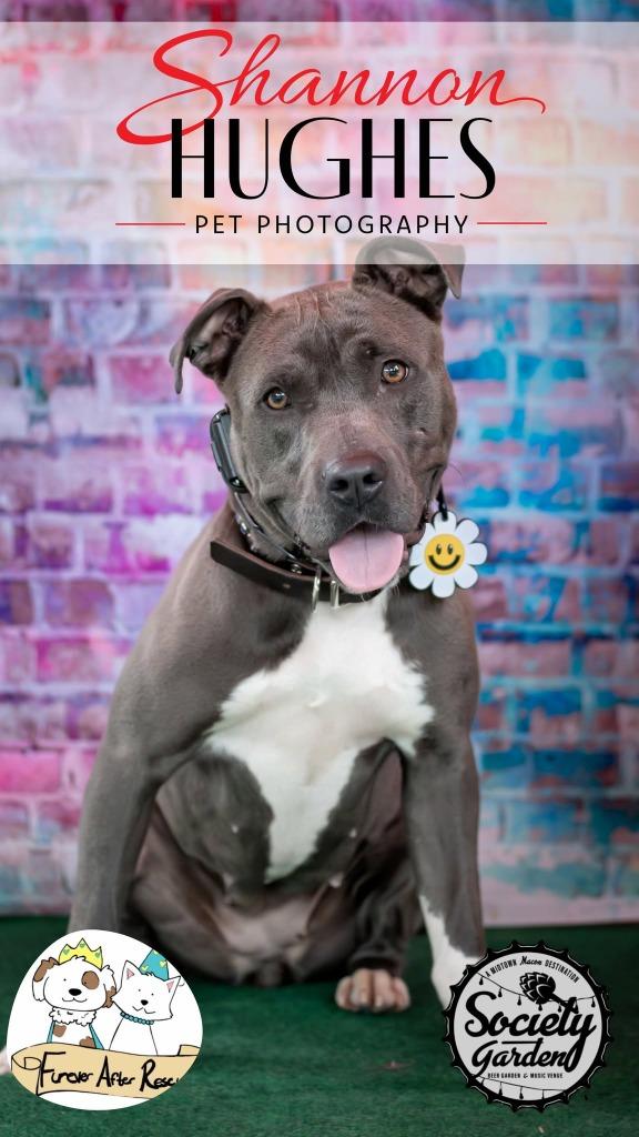Mira, Adoptable, Young Female Mixed Breed.