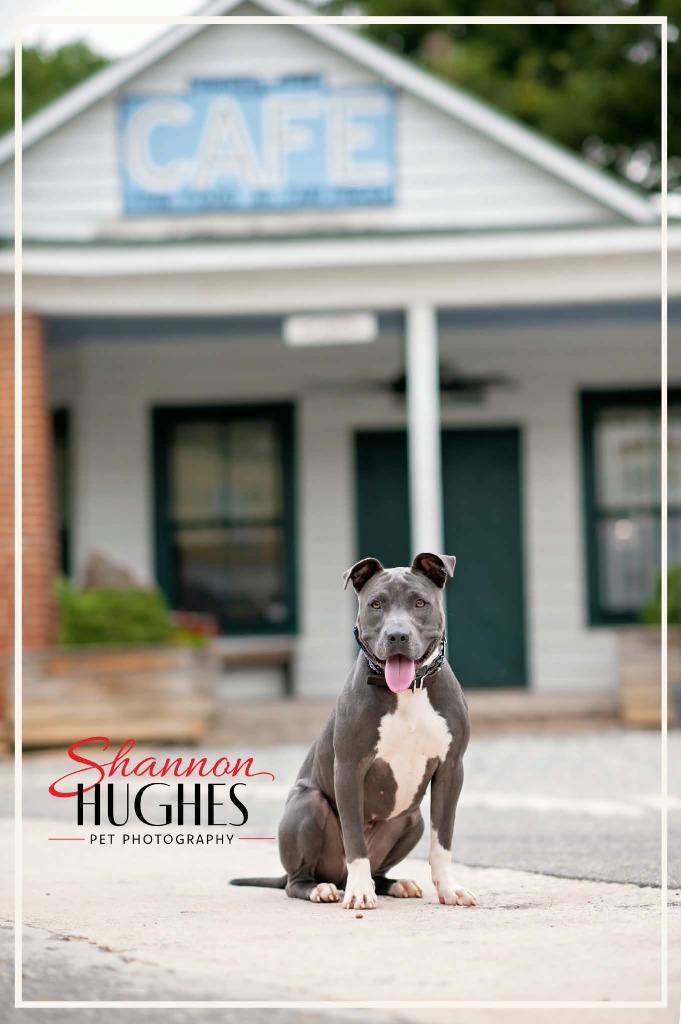 Enlarge Mira, a Adoptable mixed breed in Macon, GA image 2/6