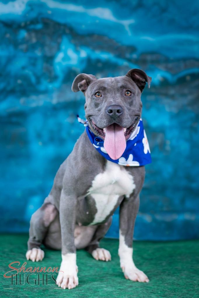 Enlarge Mira, a Adoptable mixed breed in Macon, GA image 4/6
